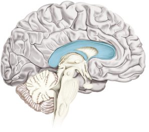 Corpo Calloso Dizionario di Medicina on line Enciclopedia Treccani