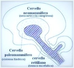Cervello trino